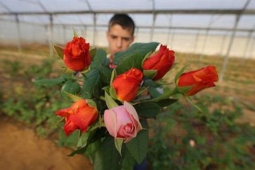 لا أزهار في قطاع غزّة