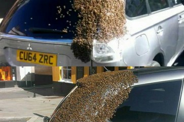 عالم النحل