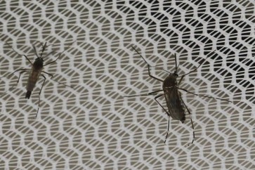 طرق طبيعية تُبعد الحشرات المزعجة عن منزلك