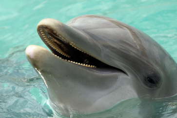 الدلافين تستخدم في حديثها كلمات وجمل كاملة