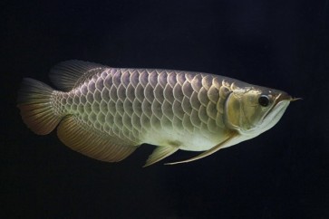 أول سمكة نانو في العالم تحمل الدواء داخل جسم الانسان