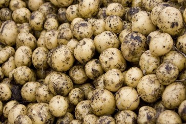 6 فوائد صحية لقشر البطاطا