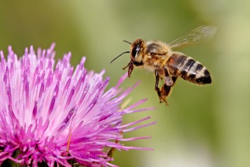 النحل أيضا يمكنه أن يكون مُعلماً