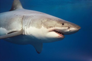 الإنسان والاحتباس الحراري السبب في زيادة هجمات القرش