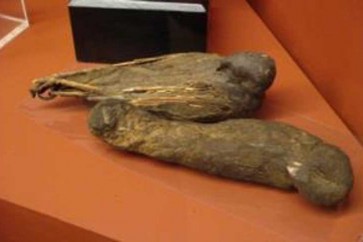 حارس متحف في ألمانيا يعثر بالصدفة على مومياء طائر من العصر المتأخر الفرعوني
