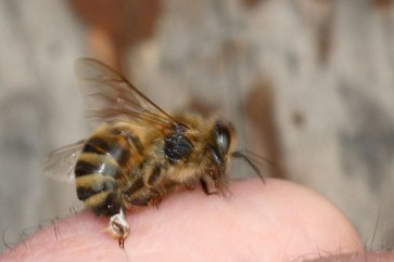 يعد نحل العسل عرضة فقط من بين الحشرات اللاسعة الأخرى للموت بعد اللسع،