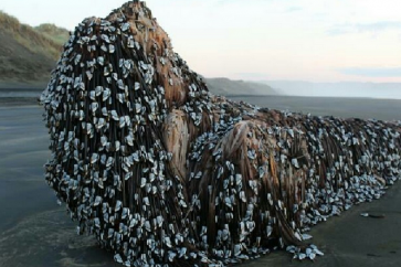 "الوحش موريواي" اكتشاف يغطي شاطئ نيوزيلندا ويحير الكثيرين
