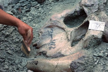 الحفريات التي عثر عليها لـ19 فردا من نوع من الديناصورات يعرف باسم ليموسورس