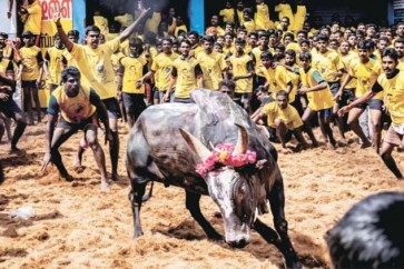 رفع الحظر عن مهرجان ترويض الثيران في الهند لفض الاحتجاجات
