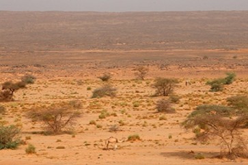 العلماء اكتشفوا سبب زوال الغابات في الصحارى الحالية