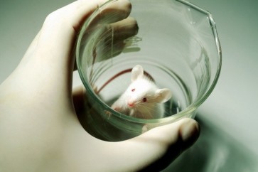 يتم تجربة معظم الأدوية والأغذية وحتى مستحضرات التجميل على الفئران عادةً في المختبر
