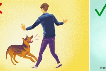 خطوات هامّة جدًا.. ماذا تفعل إذا هاجمك كلب؟