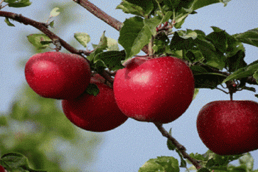 التفاح المعدل جينيا