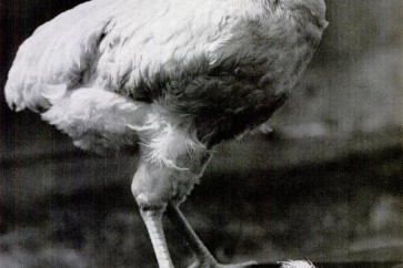 أشهر دجاجة على وجه الأرض تعيش بدون رأس