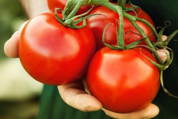 باحثون يجربون زراعة الطماطم من أجل رواد الفضاء