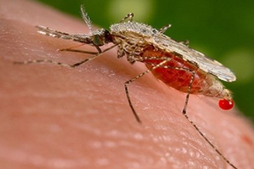 بعوض معدل وراثيا للقضاء على الملاريا