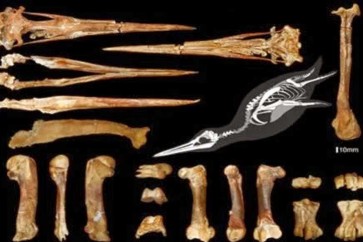 العثور على أحفورة لبطريق ضخم عاش قبل 61 مليون عام
