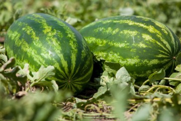 فوائد لبذور البطيخ...تعرّف عليها