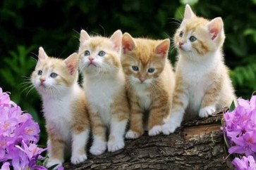 سائحة فرنسية تقترح تحديد نسل قطط الشوارع في تونس