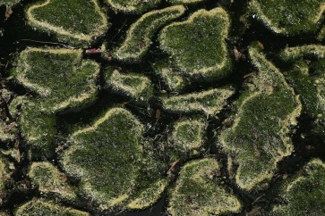 الانتشار المفرط للطحالب يخنق الحياة البحرية