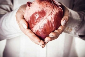 خلايا القلب تتوقف عن الانقسام بعد اكتمال تكوُّن القلب في رحم الأم