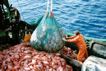 93% من أسماك البحر المتوسط تعاني من الصيد الجائر والتلوث والتغير المناخي