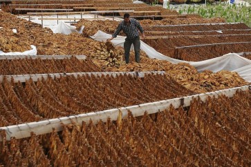 منظمة الصحة تحذر من العواقب البيئية لزراعة التبغ