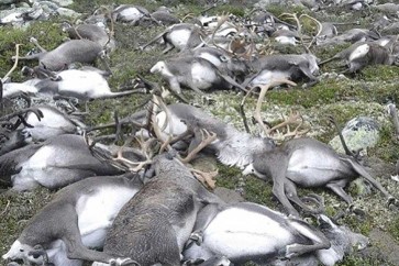 النرويج ستقتل 2000 حيوان رنة