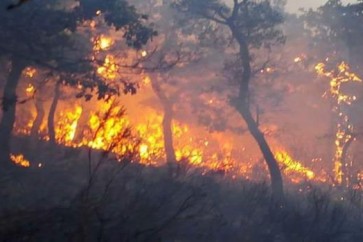 النيران تحرق غابة عمرها 100 عام شرق الجزائر
