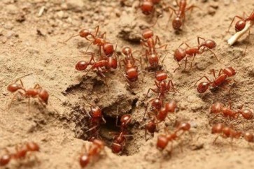 النمل الأحمر الناري يغزو أستراليا ويثير مخاوف السلطات!