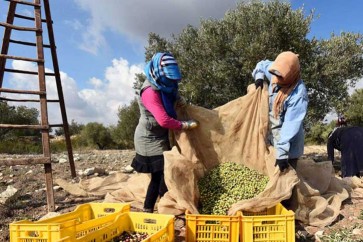 نساء تونس يعملن ثمانية أضعاف رجالها