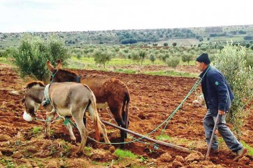 آفاق نمو الاقتصاد المغربي تعتمد على مدى توافر موسم زراعي جيد