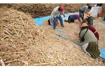 بيرو تخطف زراعة حبوب الكينوا من بوليفيا مستخدمة التقنيات الأكثر عصرية