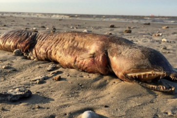 صورة الحيوان الضخم النافق على أحد شواطئ تكساس