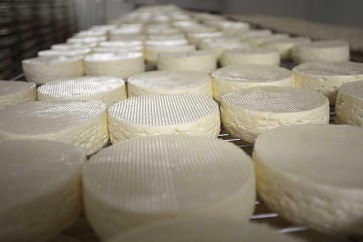 الجبن يؤثر في أماكن بالدماغ هي ذاتها أماكن تأثير المخدرات.