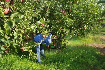 مزارعو التفاح لم يحصلوا بعد على تعويضاتهم