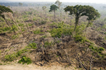 الغابات الاستوائية تنتج الكربون بدلا من امتصاصه!