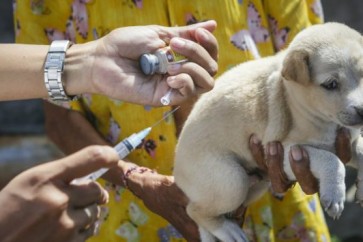 مبادرة عالمية تهدف إلى إنهاء حالات الوفاة بين البشر بسبب داء الكلب