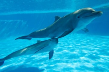 اتحاد دولي: الدلافين الآسيوية على شفا الانقراض