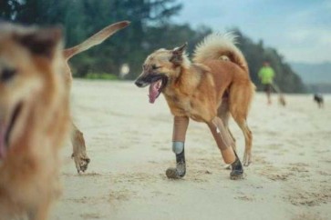 كلب في تايلند يحصل على أطراف اصطناعية