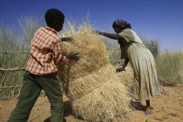 السودان ينوي تحرير سعر القمح وترك استيراده للقطاع الخاص