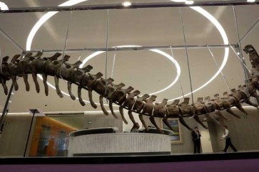 بيع ذيل ديناصور في مزاد لصالح مشروع إعمار في المكسيك بعد زلزال