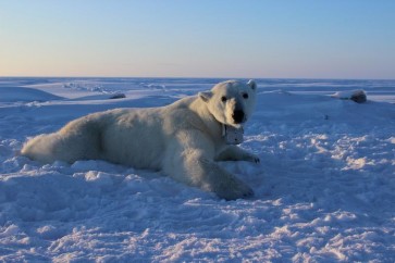 دراسة عن الأيض تثير القلق على مصير الدب القطبي