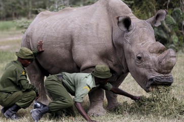 محمية كينية: نفوق آخر ذكر في العالم من وحيد القرن الأبيض الشمالي