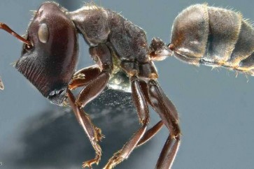 أطلق على فصيلة النمل الانتحاري اسم "كولوبيس إكسبلودينس"