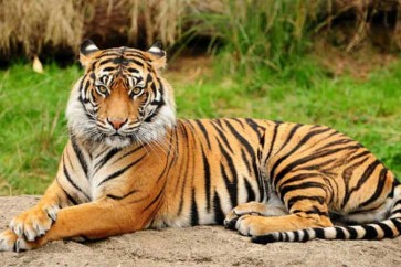 نفوق أربعة من النمور البنغالية النادرة خلال شهر واحد في نيبال