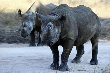 وحيد القرن الأسود يعود إلى تشاد بعد غياب خمسة عقود