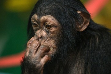 علماء: فراش الشمبانزي أنظف من فراش البشر