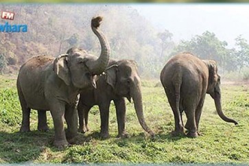 خمسة فيلة تدهس رجلا في تايلند