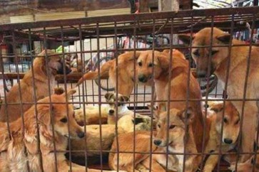 محكمة كورية جنوبية تحظر قتل الكلاب لأكل لحمها
